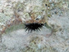 Rock Boring Sea Urchin